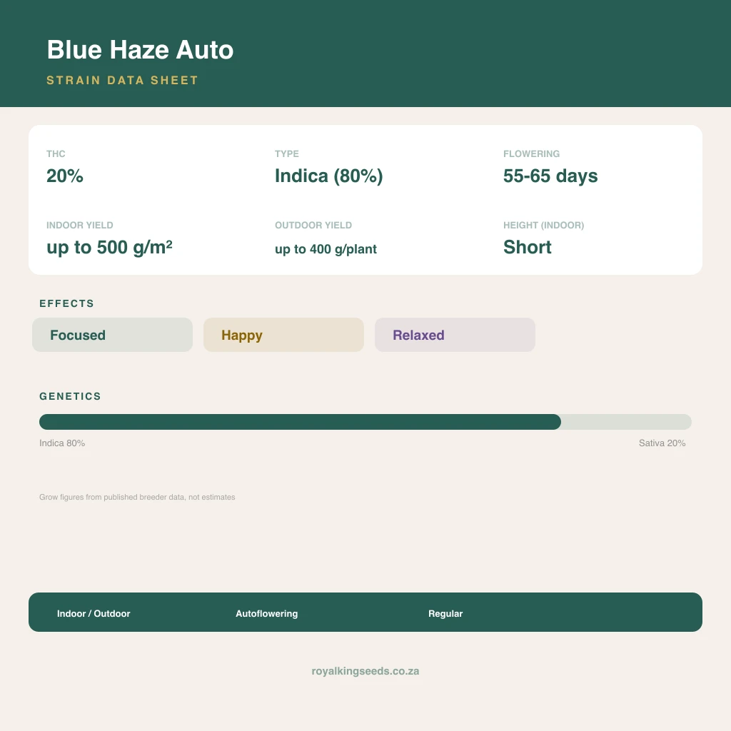Blue Haze 80% indica / 20% sativa flower with visible trichomes