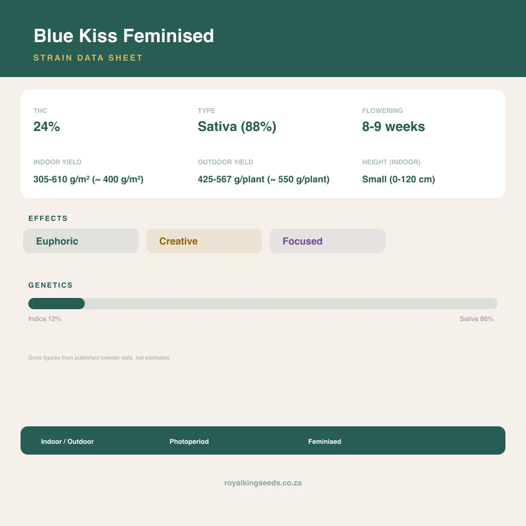 Blue Kiss 12% indica / 88% sativa flower with visible trichomes