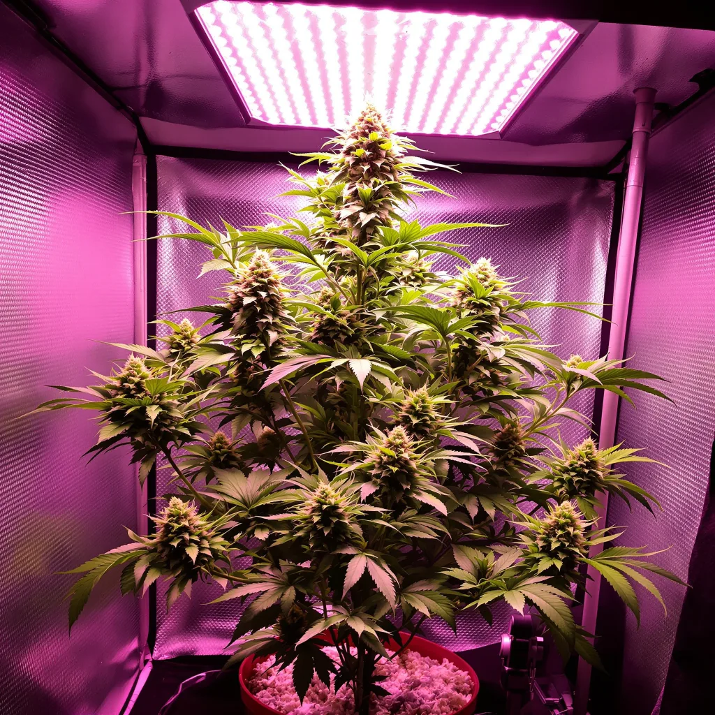 Blue Lights cannabis plant in flowering stage — Short feminised
