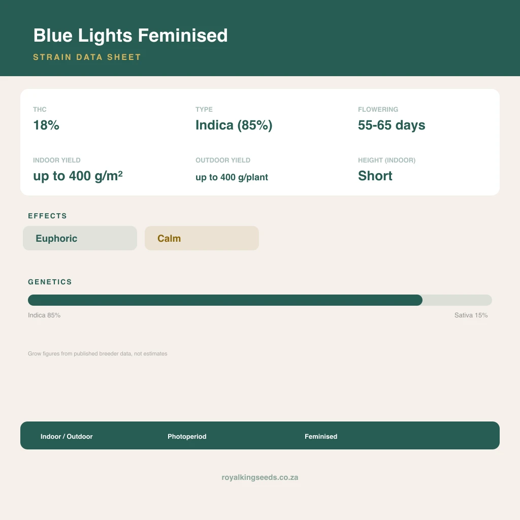 Blue Lights 85% indica / 15% sativa flower with visible trichomes