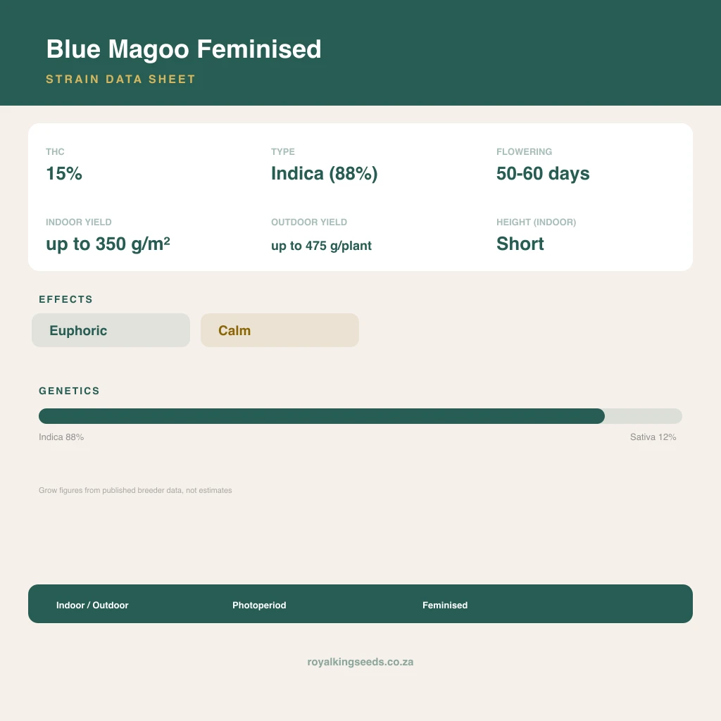 Blue Magoo 88% indica / 12% sativa flower with visible trichomes