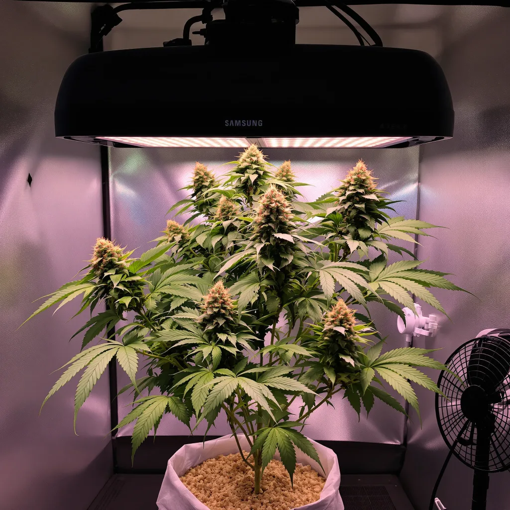 Blue Ox cannabis plant in flowering stage — 110–150 cm feminised