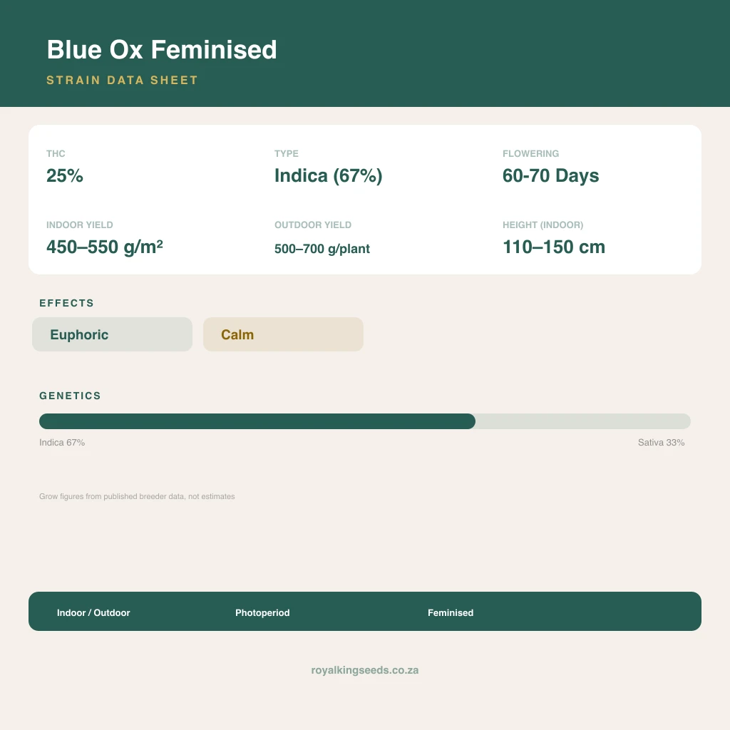 Blue Ox 67% indica / 33% sativa flower with visible trichomes