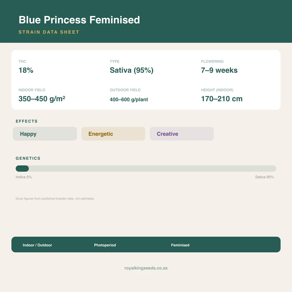 Blue Princess 5% indica / 95% sativa flower with visible trichomes