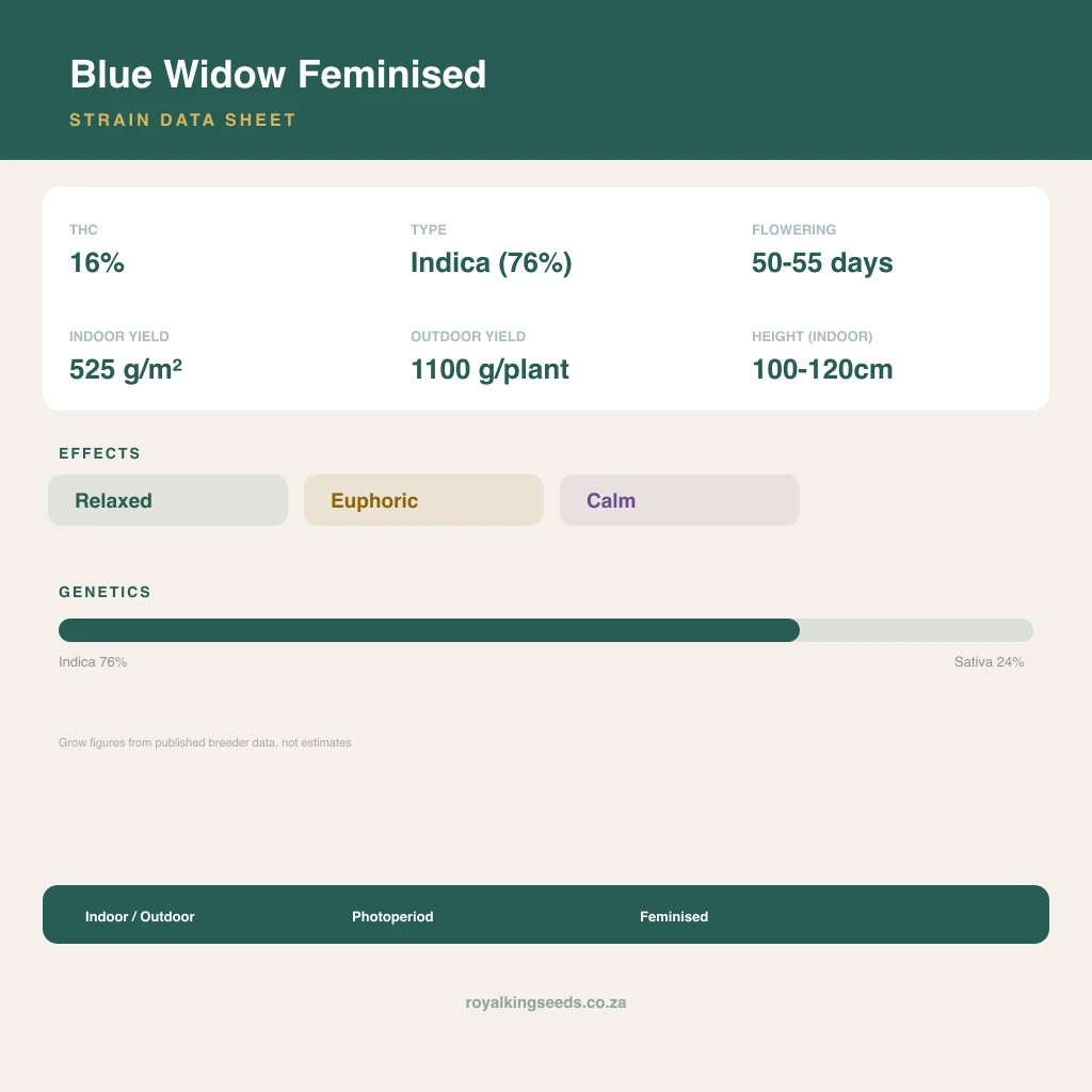 Blue Widow 76% indica / 24% sativa flower with visible trichomes