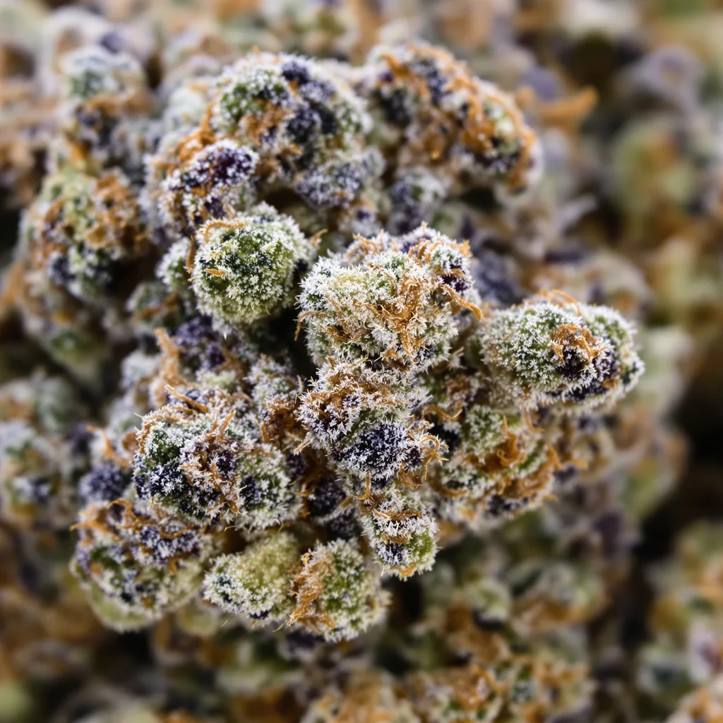 Blue Zombie cannabis bud close-up showing dense purple-tinged calyxes