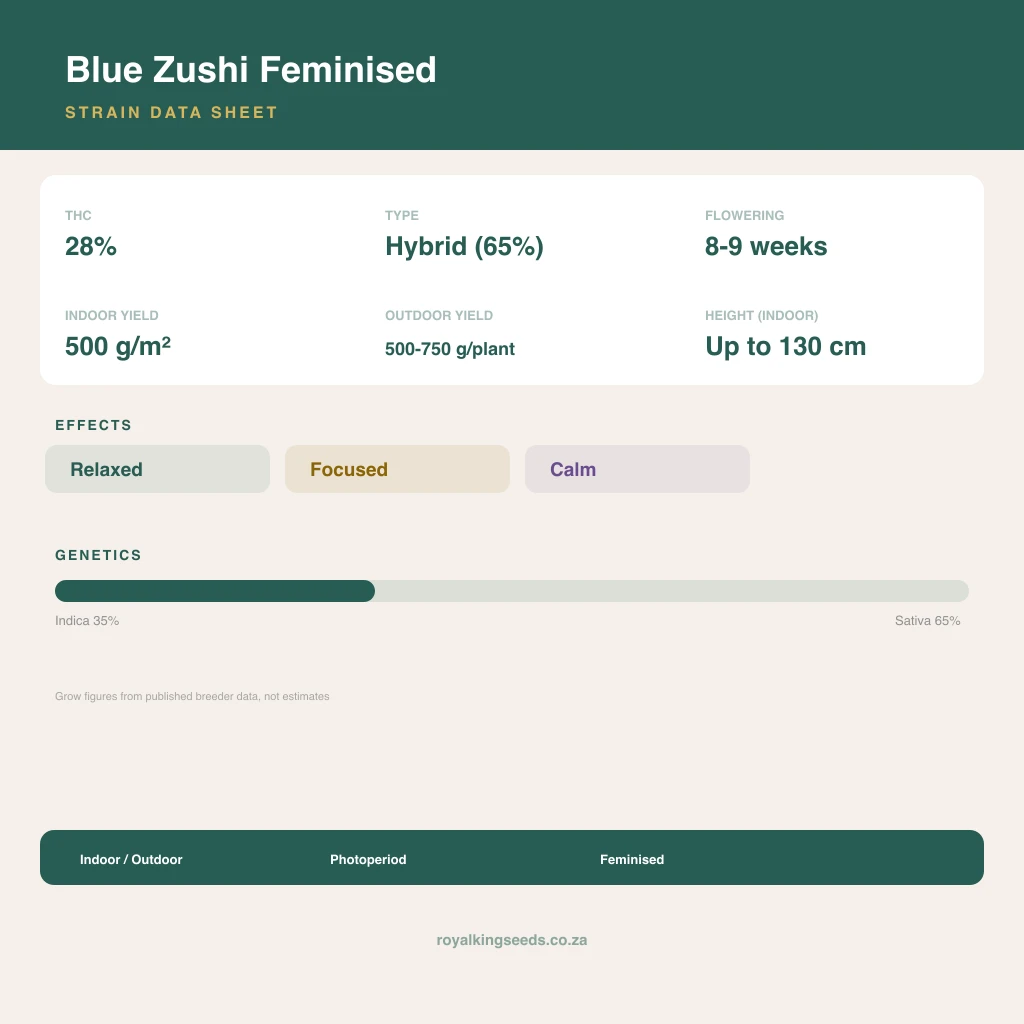 Blue Zushi 35% indica / 65% sativa flower with visible trichomes