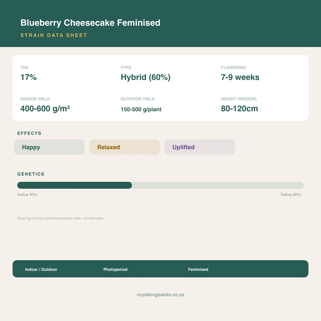 Blueberry Cheesecake 40% indica / 60% sativa flower with visible trichomes