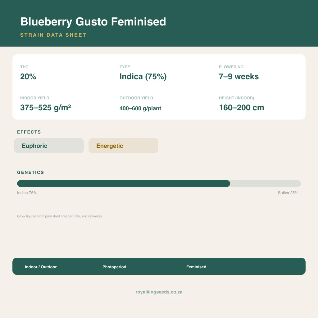 Blueberry Gusto 75% indica / 25% sativa flower with visible trichomes