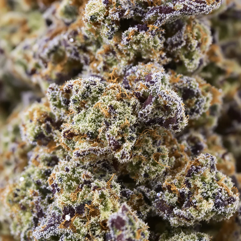 Blueberry Kush cannabis bud close-up showing dense purple-tinged calyxes