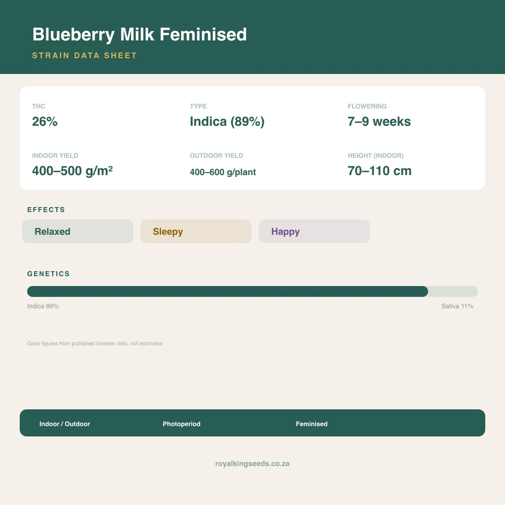 Blueberry Milk 89% indica / 11% sativa flower with visible trichomes