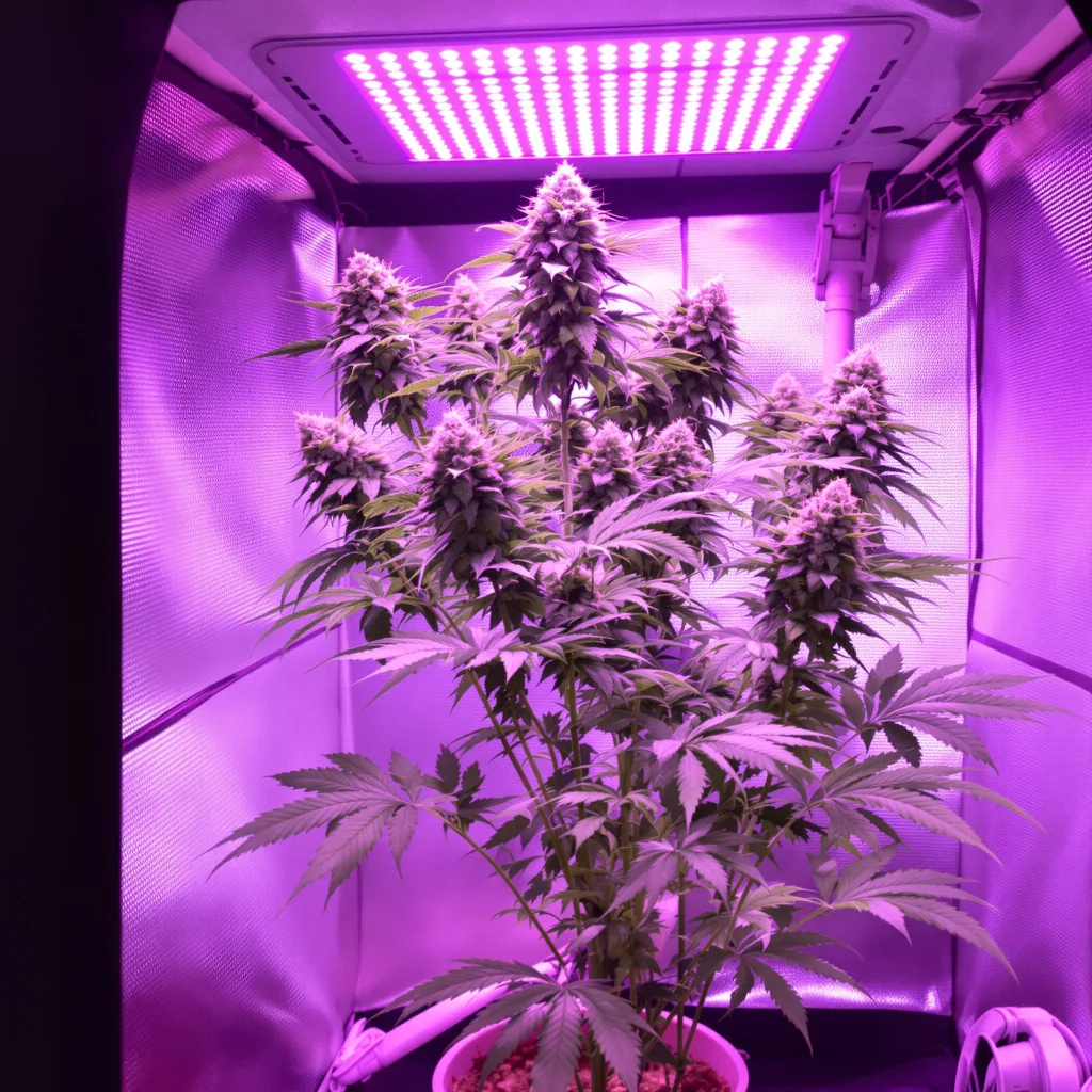 Bogart cannabis plant in flowering stage — Medium (150-245 cm) feminised