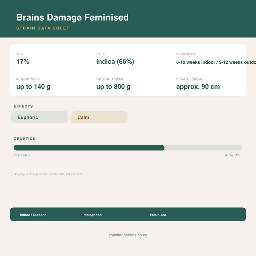 Brains Damage 66% indica / 34% sativa flower with visible trichomes