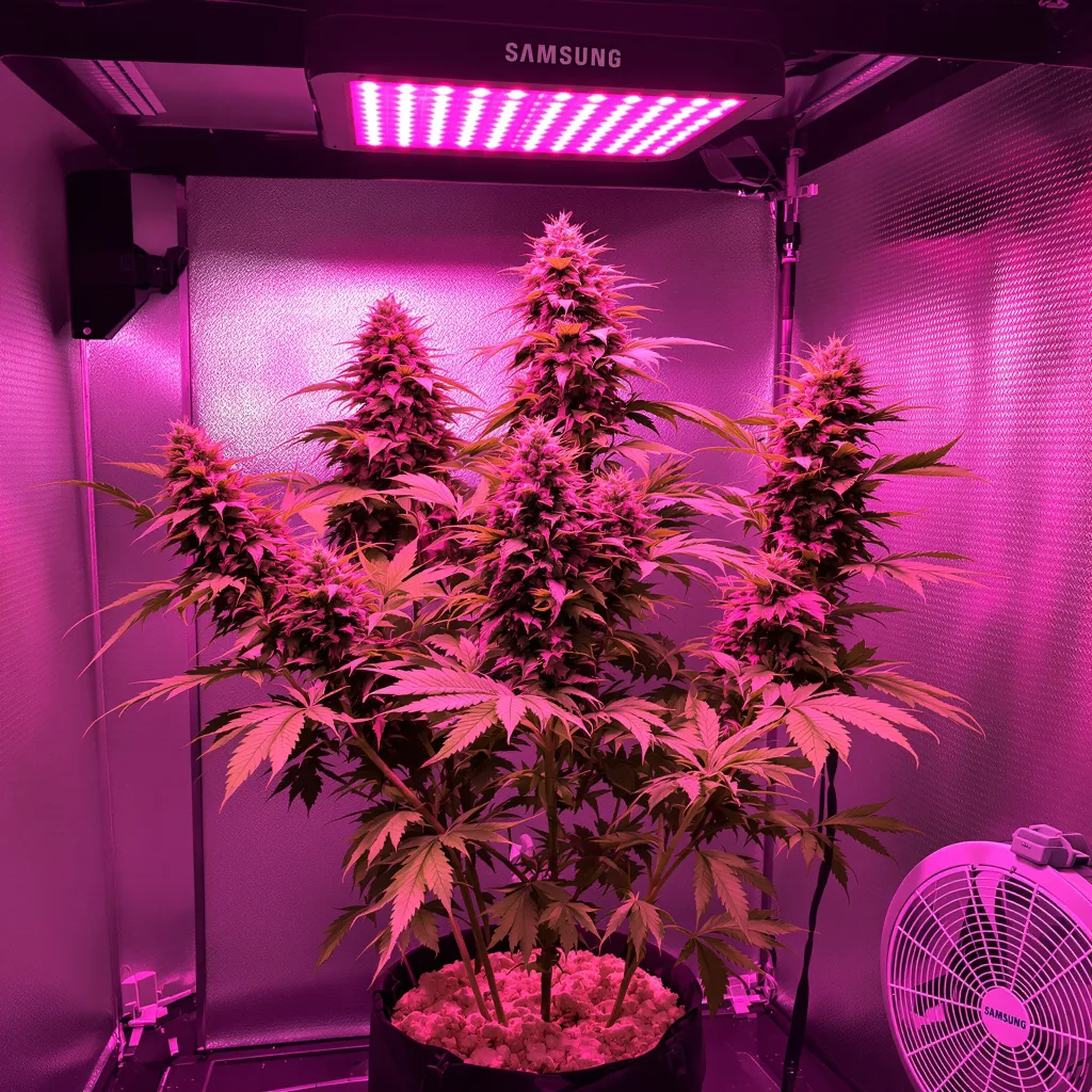 Bubblegum cannabis plant in flowering stage — Up to 140 cm feminised