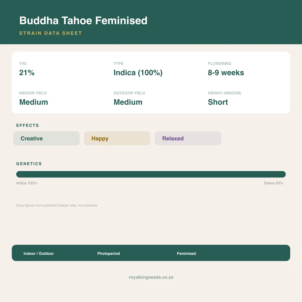 Buddha Tahoe 67% indica / 33% sativa flower with visible trichomes