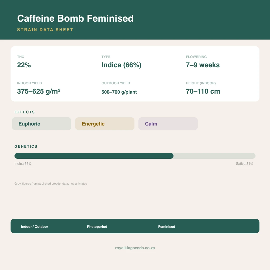 Caffeine Bomb 66% indica / 34% sativa flower with visible trichomes