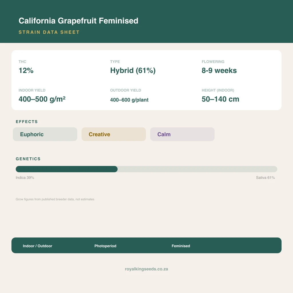California Grapefruit 39% indica / 61% sativa flower with visible trichomes
