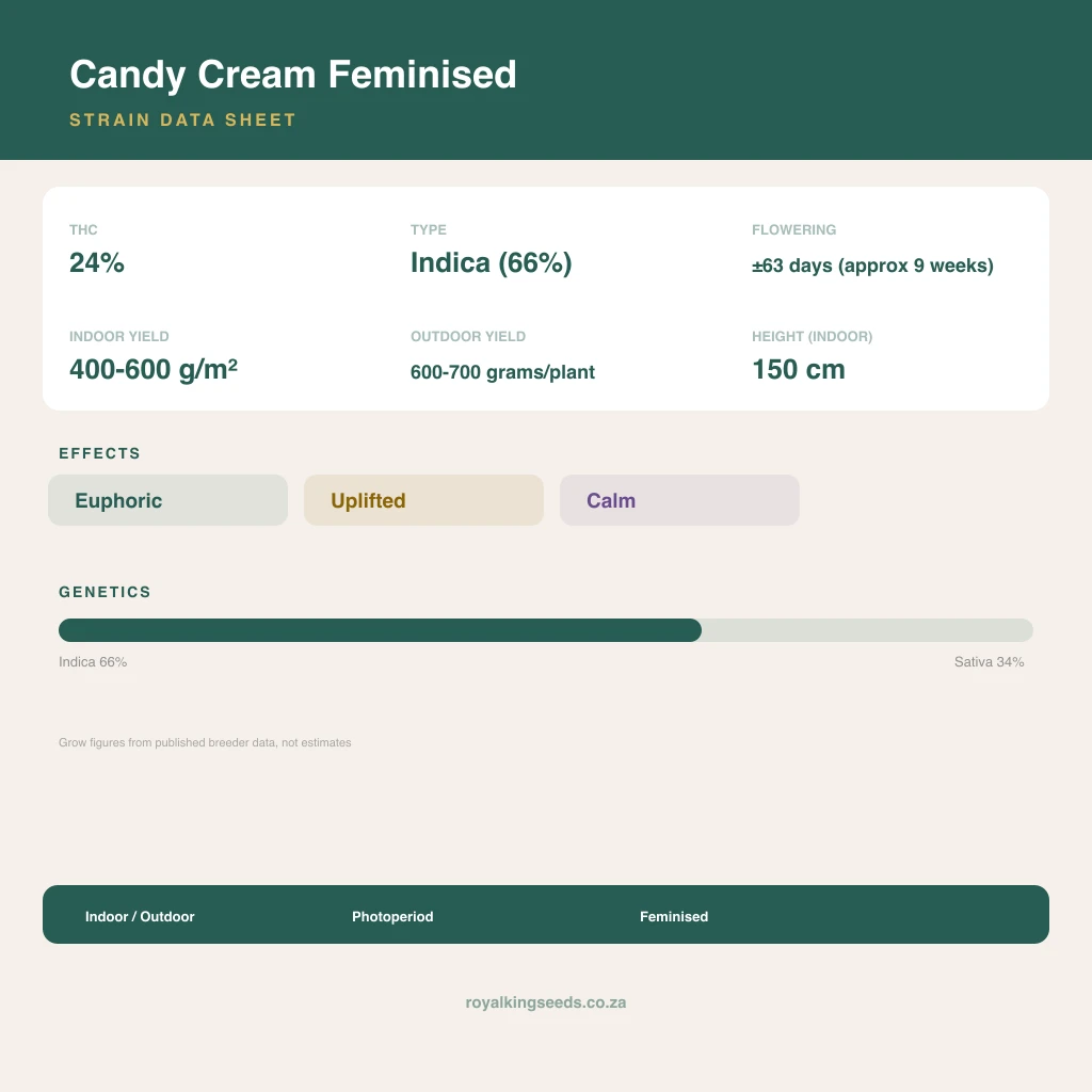 Candy Cream 66% indica / 34% sativa flower with visible trichomes