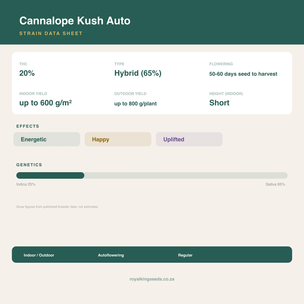 Cannalope Kush 28% indica / 72% sativa flower with visible trichomes