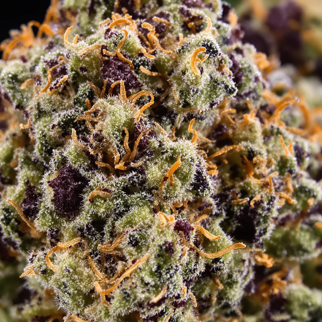 Cannatonic cannabis bud close-up showing dense purple-tinged calyxes