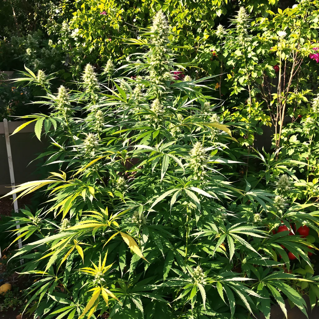 Casey Jones 24% indica / 76% sativa flower with visible trichomes