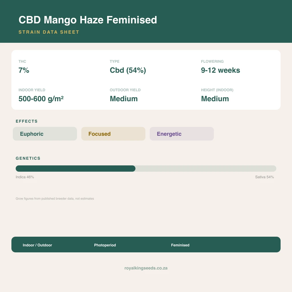 CBD Mango Haze 46% indica / 54% sativa flower with visible trichomes