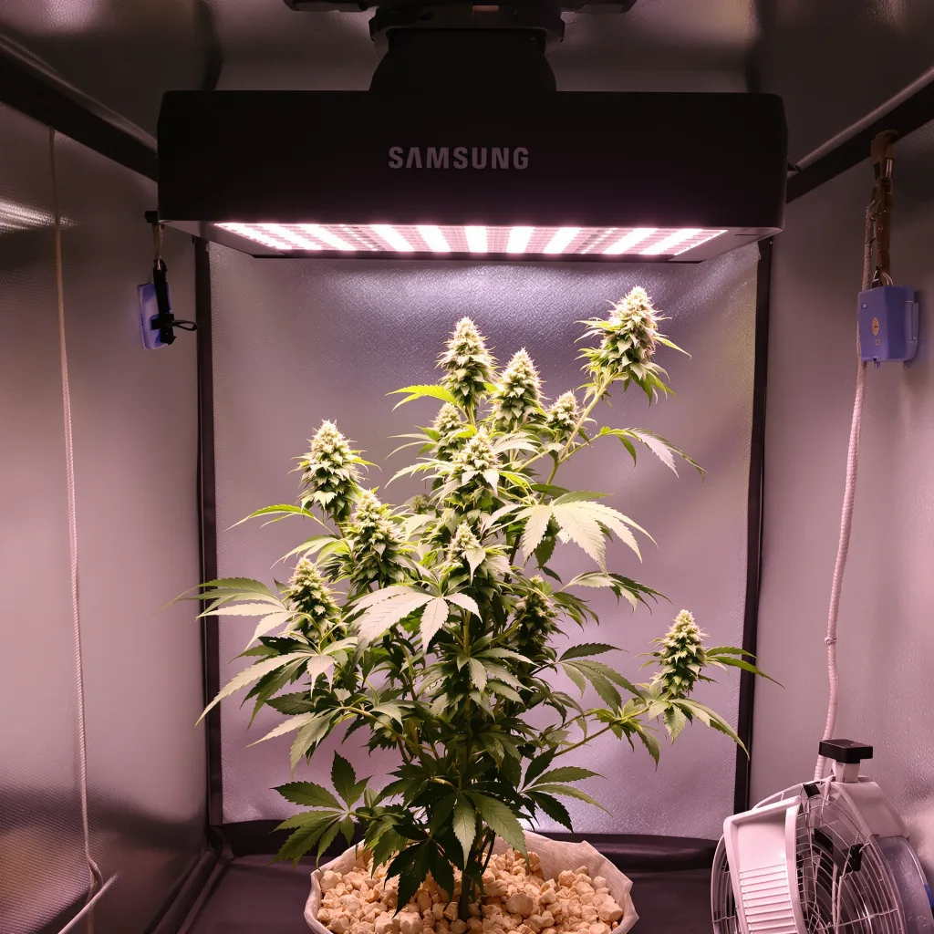 CBD Shark cannabis plant in flowering stage — Medium feminised