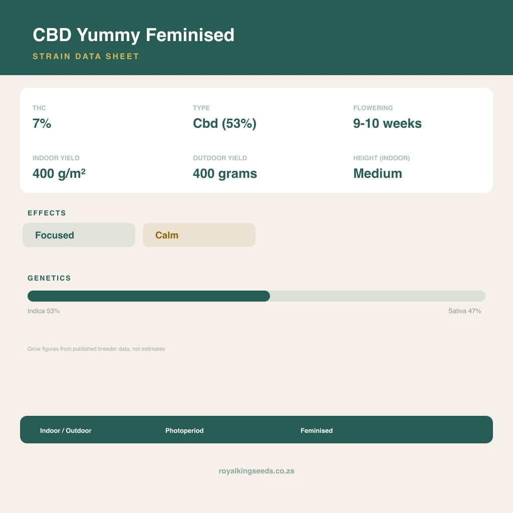 CBD Yummy 53% indica / 47% sativa flower with visible trichomes