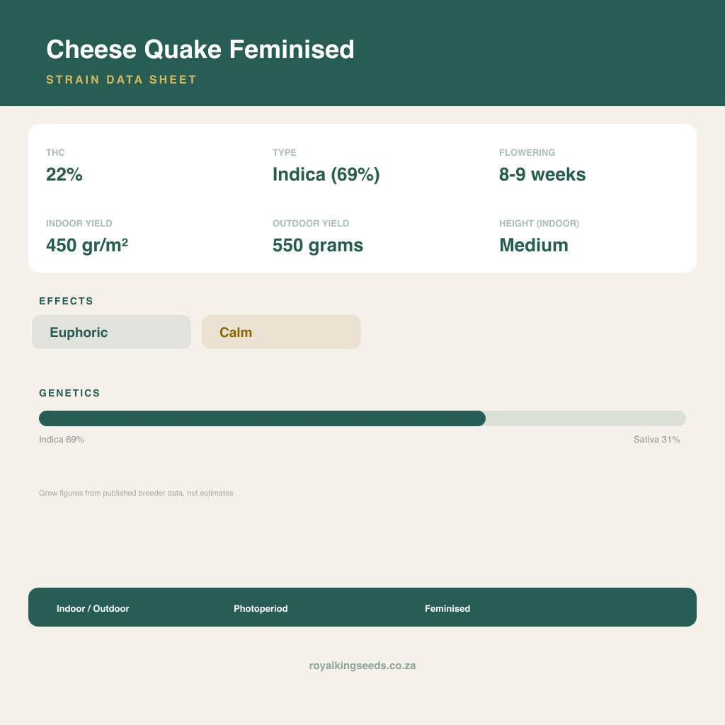 Cheese Quake 69% indica / 31% sativa flower with visible trichomes