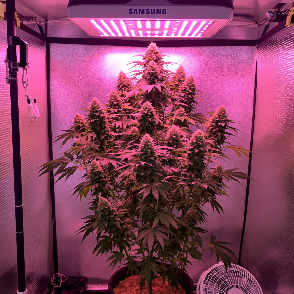 Chem Crush cannabis plant in flowering stage — 90-120 cm. Medium feminised