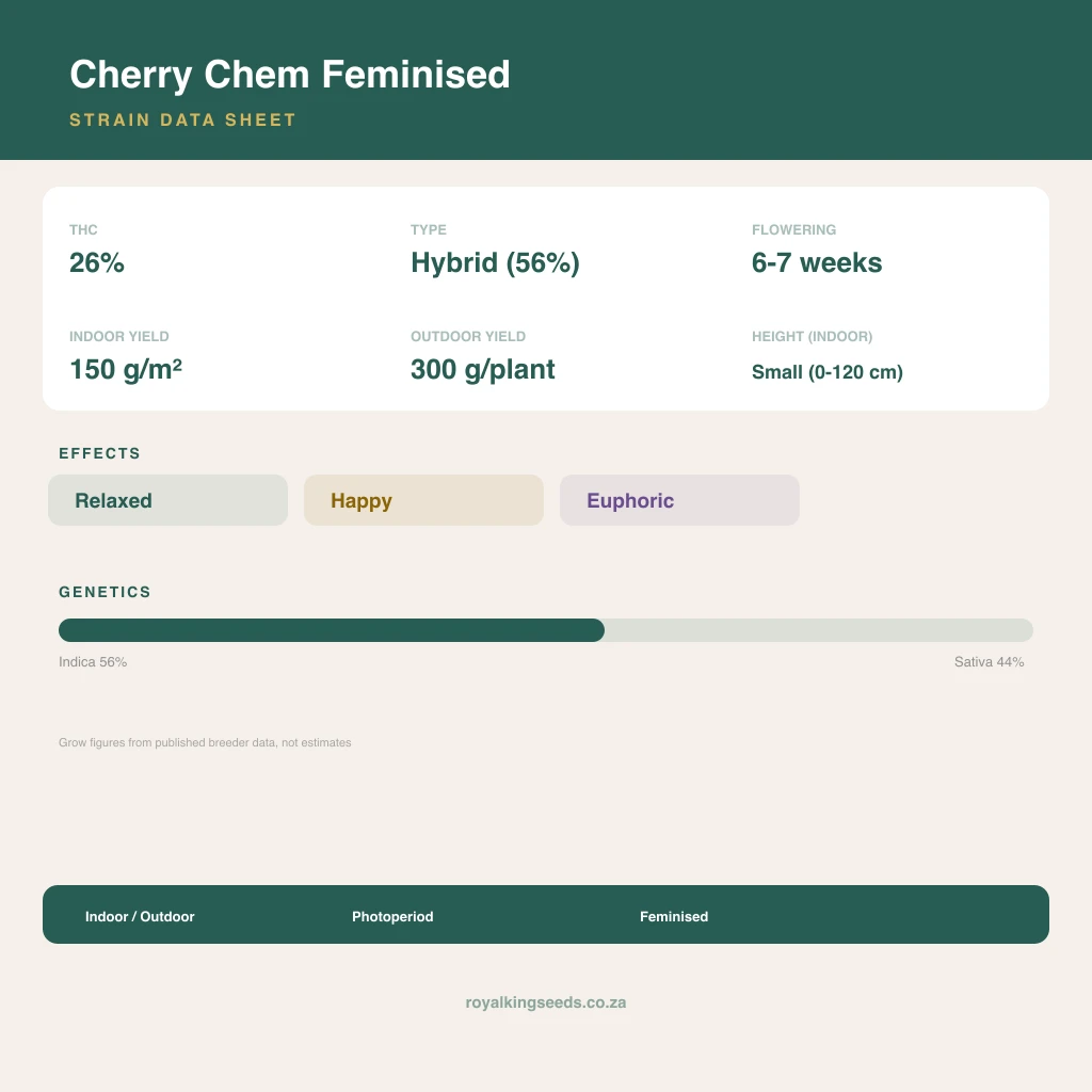 Cherry Chem 56% indica / 44% sativa flower with visible trichomes