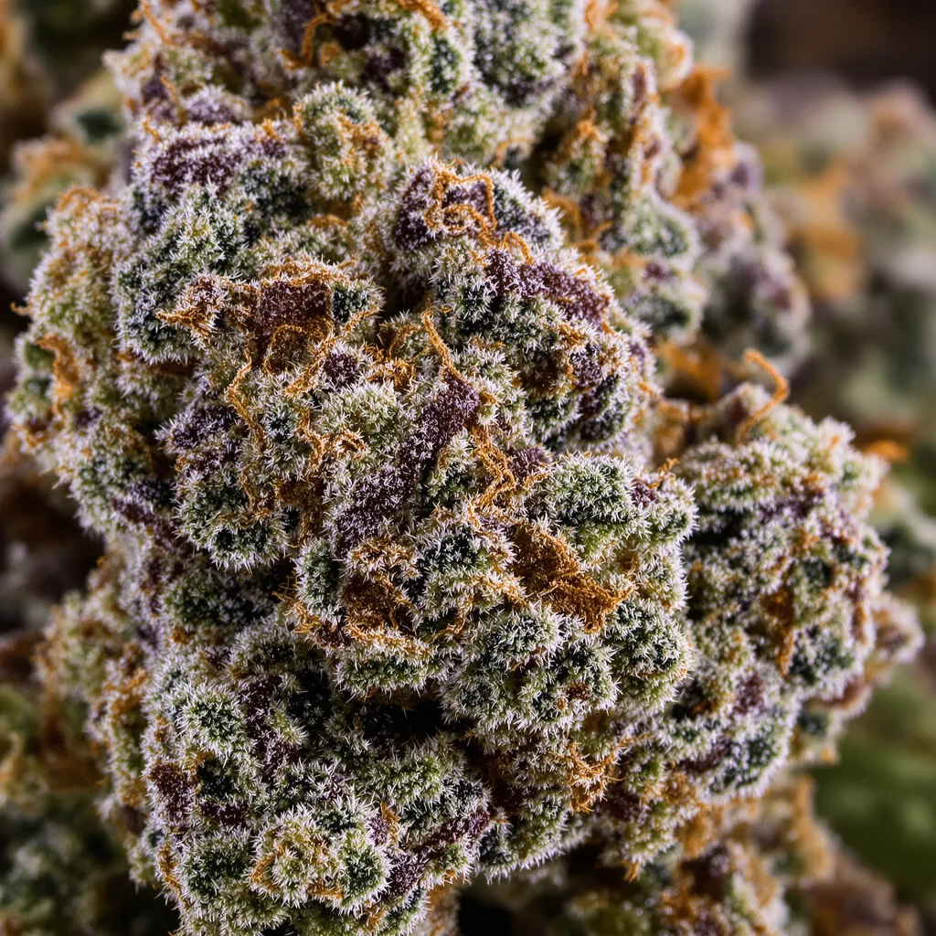 CHR Super OG cannabis bud close-up showing dense purple-tinged calyxes