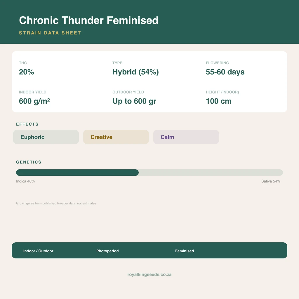 Chronic Thunder 46% indica / 54% sativa flower with visible trichomes