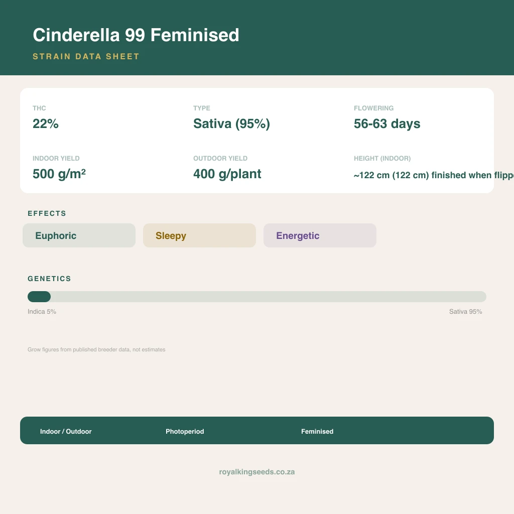 Cinderella 99 5% indica / 95% sativa flower with visible trichomes