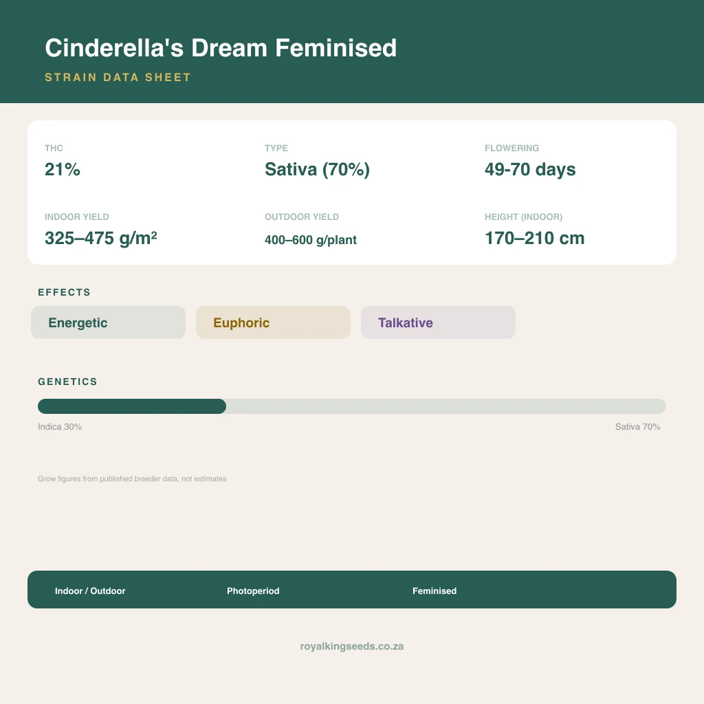 Cinderella's Dream 30% indica / 70% sativa flower with visible trichomes
