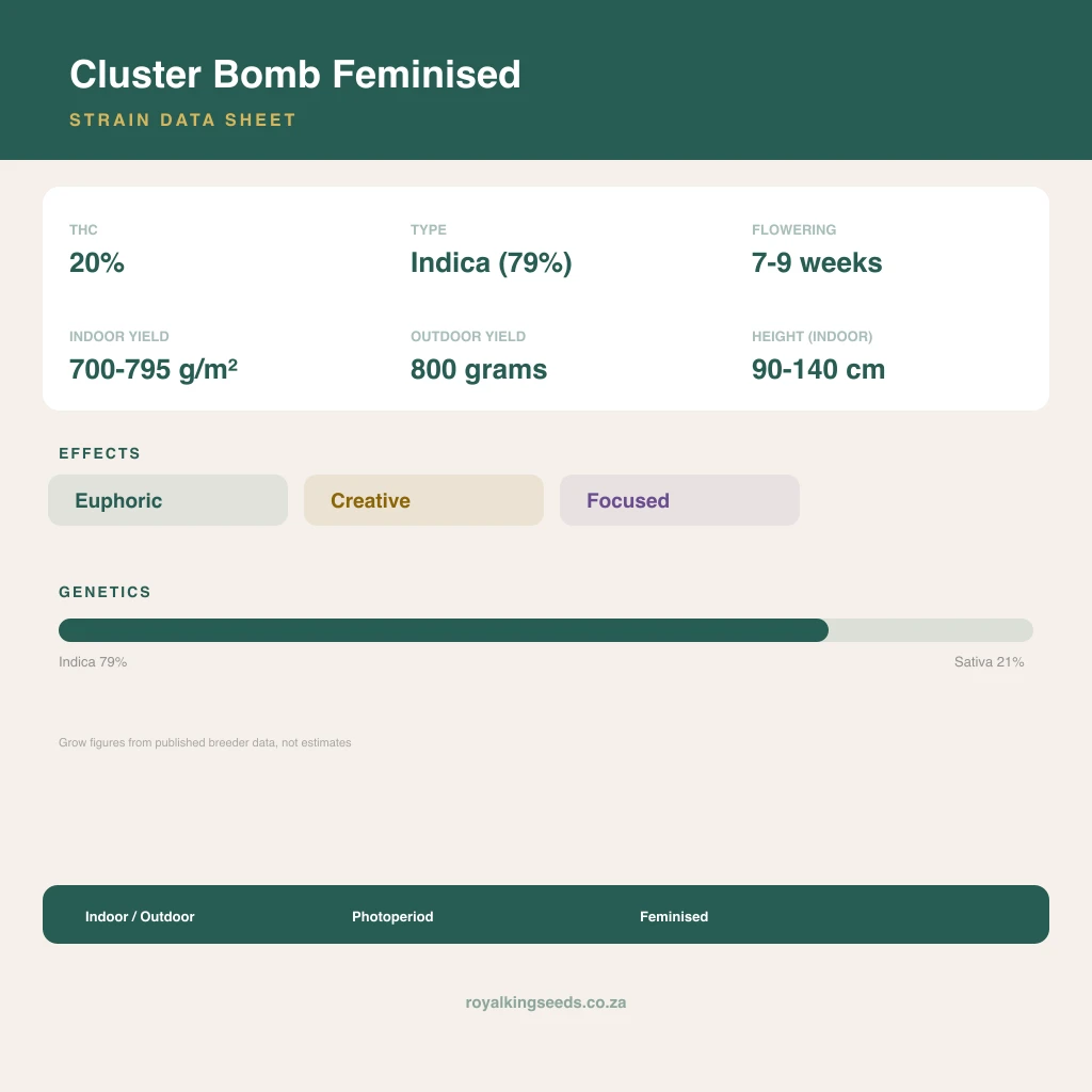 Cluster Bomb 79% indica / 21% sativa flower with visible trichomes