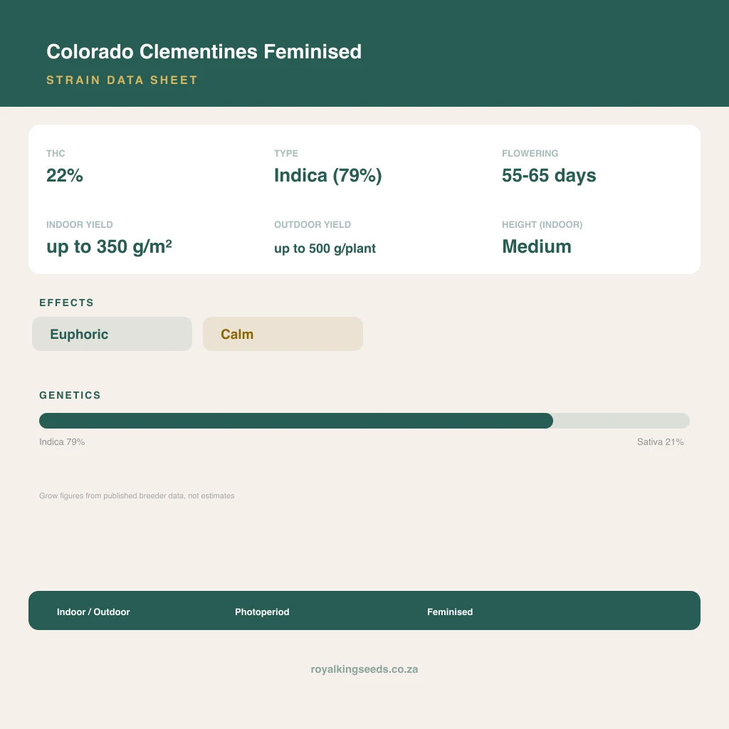 Colorado Clementines 79% indica / 21% sativa flower with visible trichomes