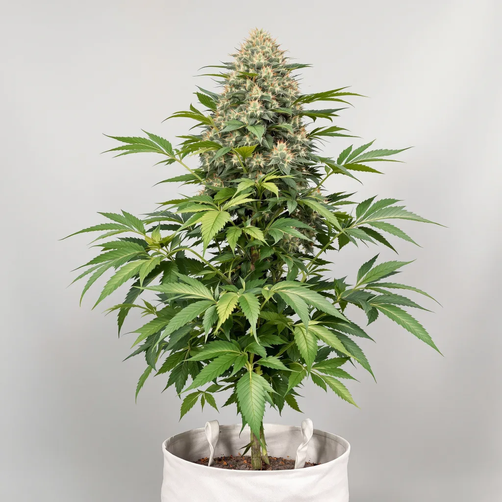 Confidential Wreck cannabis seeds packaging — Royal King Seeds South Africa