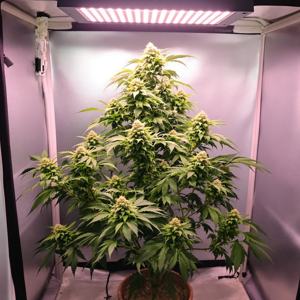 Cookie Wreck cannabis plant in flowering stage — Medium (150-245 cm) feminised