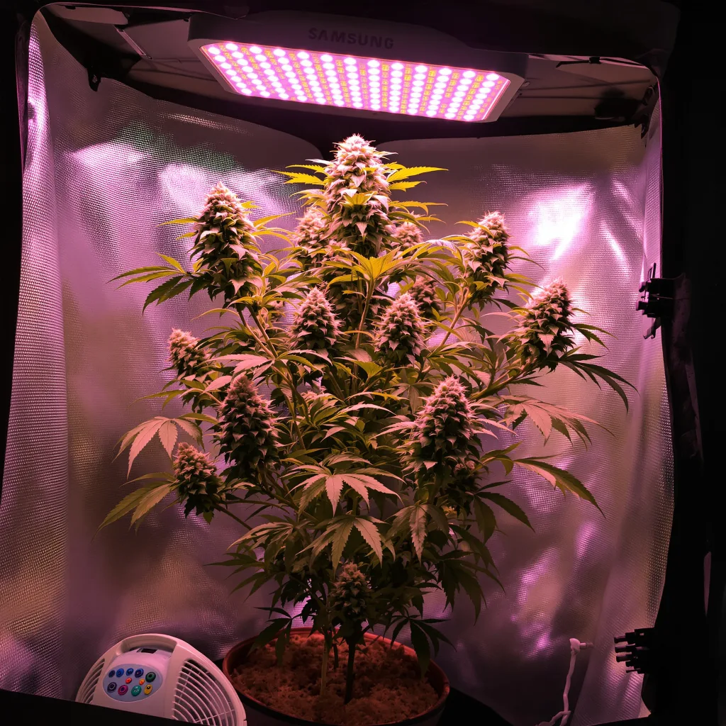 Couch Lock Mixpack cannabis plant in flowering stage — 50–140 cm feminised