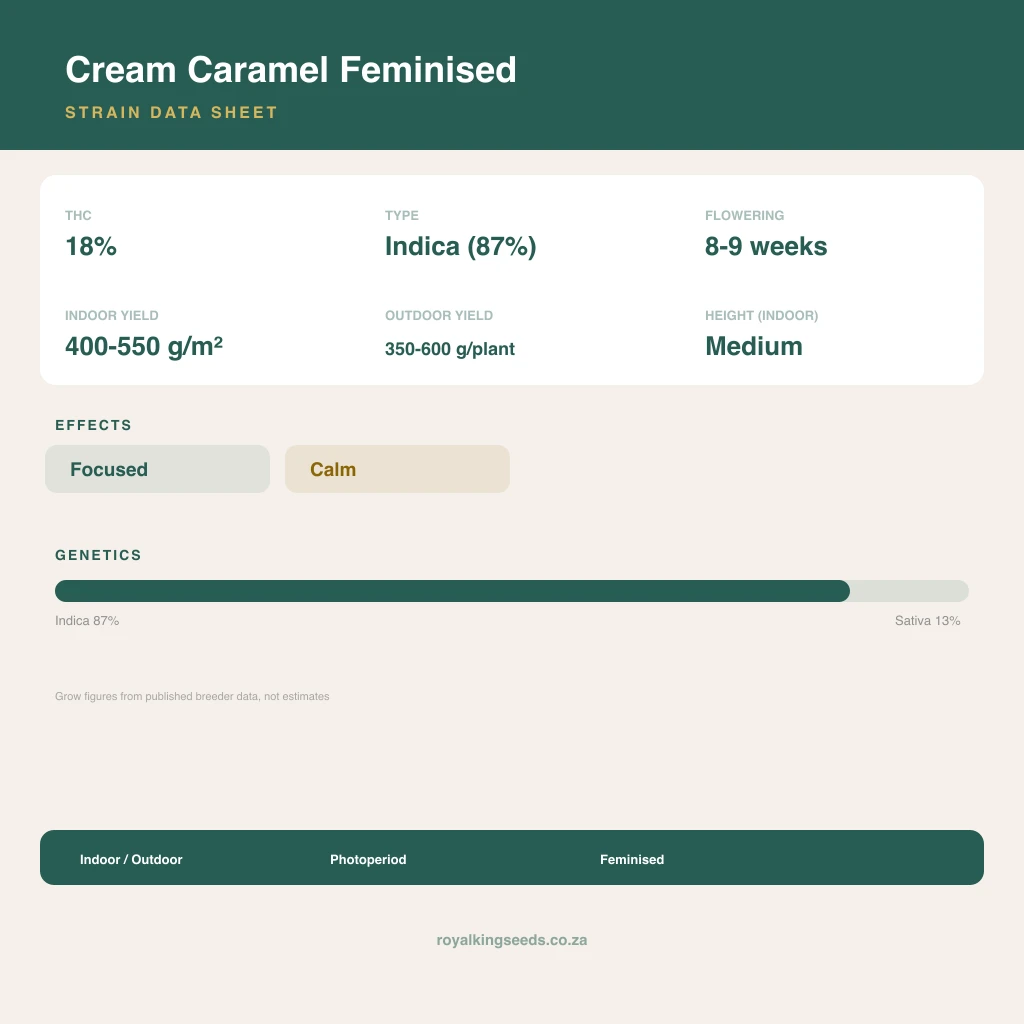 Cream Caramel 87% indica / 13% sativa flower with visible trichomes