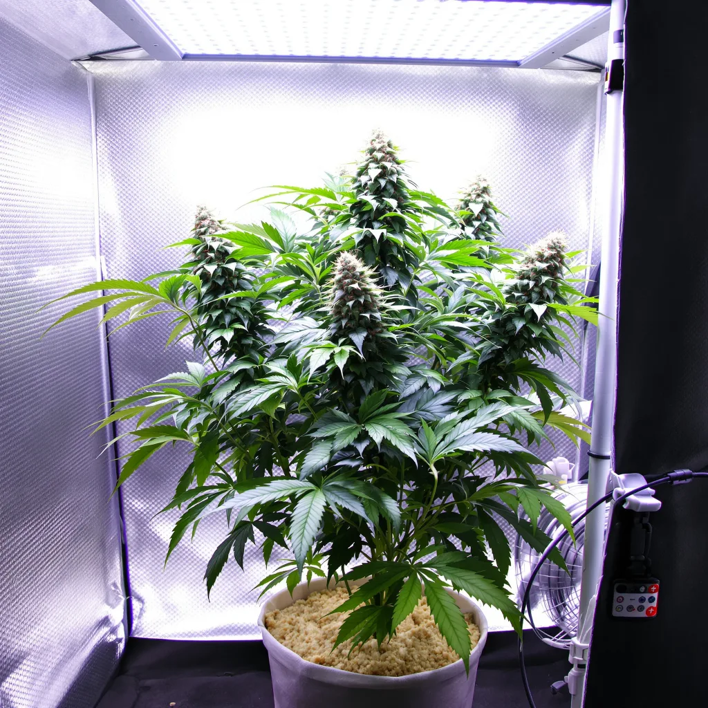 Critical Bilbo cannabis plant in flowering stage — 90-120 cm. Medium feminised