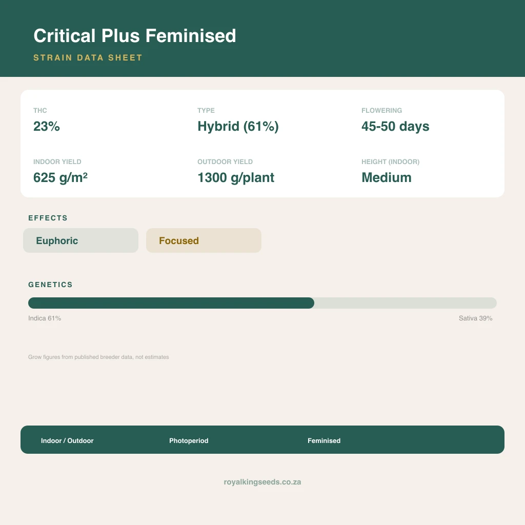 Critical Plus 61% indica / 39% sativa flower with visible trichomes