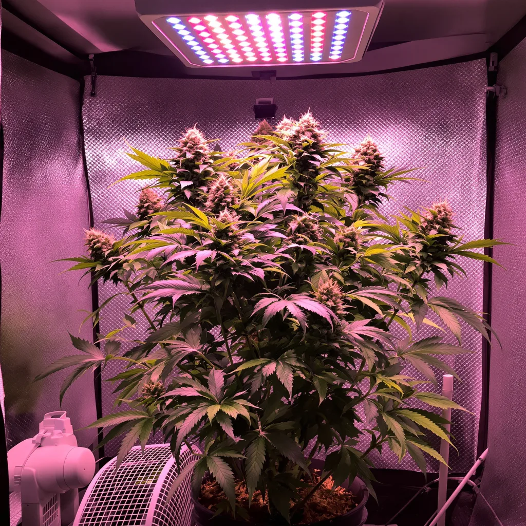 Crown OG cannabis plant in flowering stage — Medium autoflower