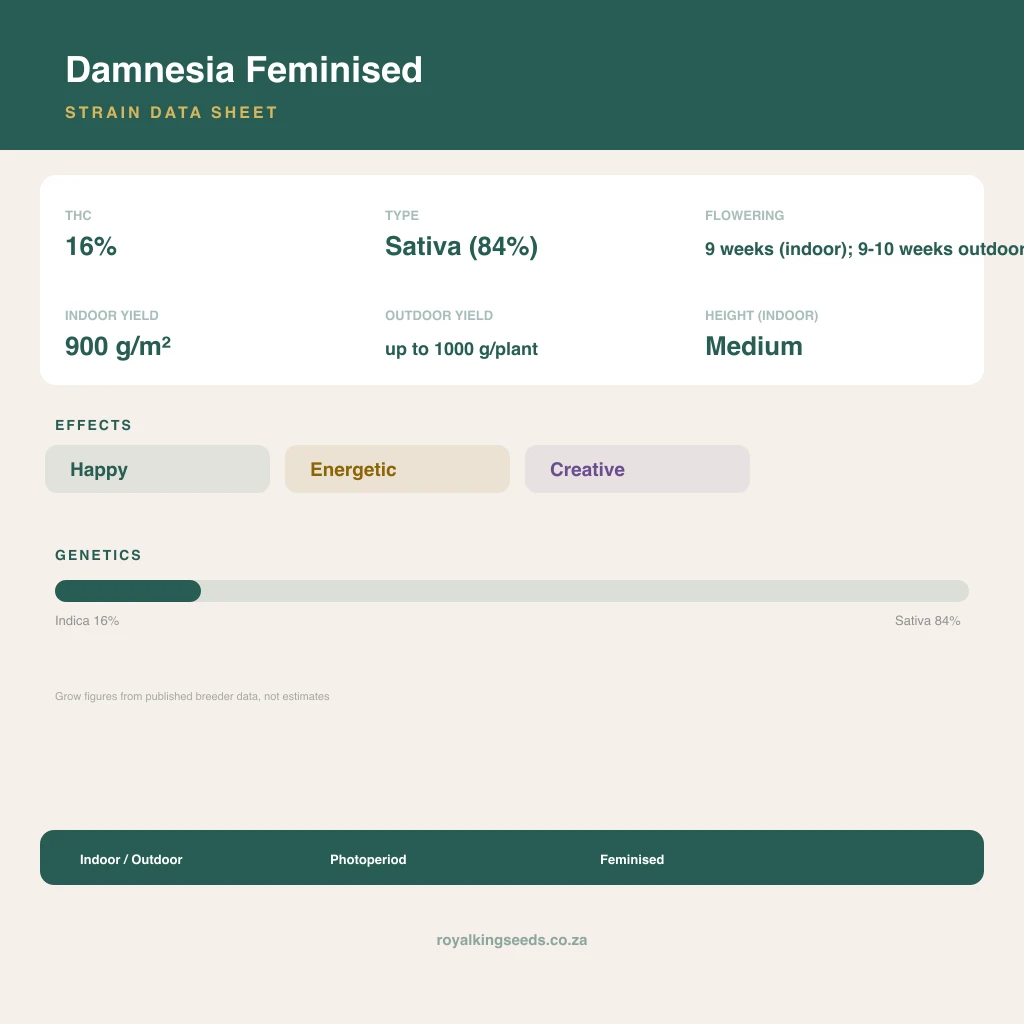 Damnesia 16% indica / 84% sativa flower with visible trichomes