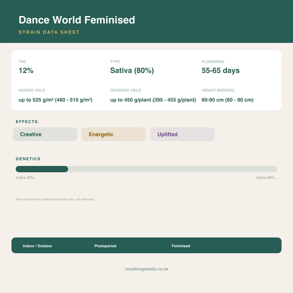 Dance World 20% indica / 80% sativa flower with visible trichomes