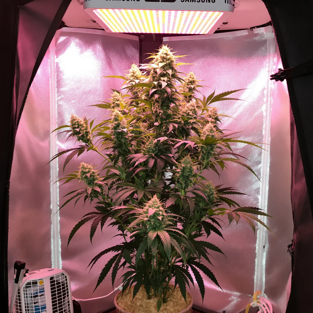 Death Star OG cannabis plant in flowering stage — Medium autoflower