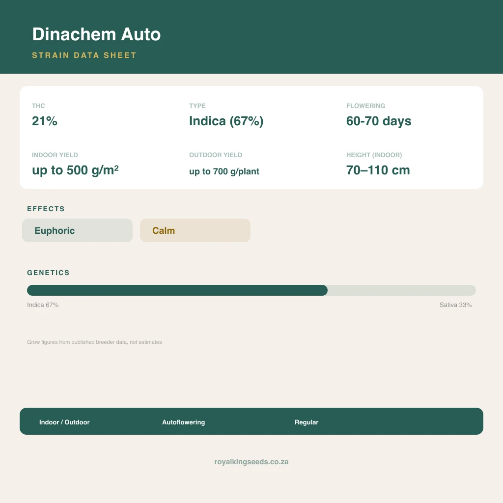 Dinachem 67% indica / 33% sativa flower with visible trichomes