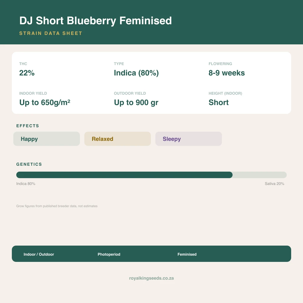 DJ Short Blueberry 80% indica / 20% sativa flower with visible trichomes