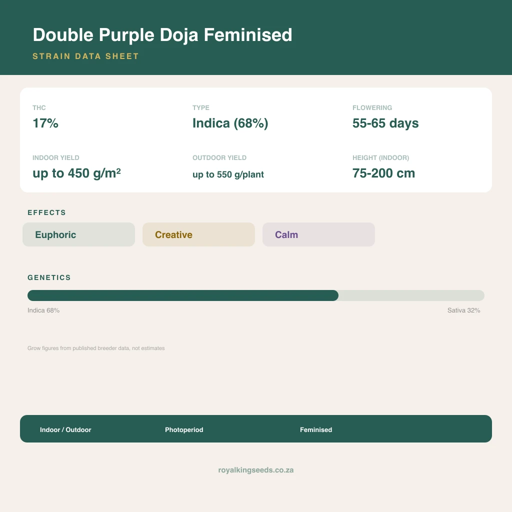 Double Purple Doja 68% indica / 32% sativa flower with visible trichomes